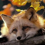 ольга бирюкова on My World.