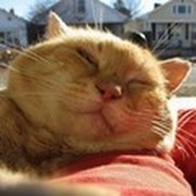 Санёк Кот on My World.