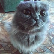 Кот мой вот  НФ on My World.