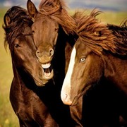 Сообщество для любителей лошадок и конного спорта))))) группа в Моем Мире.