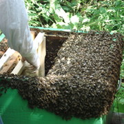 Пчеловоды женщины группа в Моем Мире.