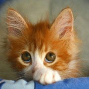 Мурмышка Кошкина on My World.