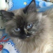 Стелла Светличная on My World.
