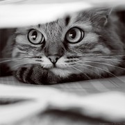 Котофей Котофеич on My World.