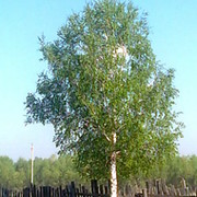 Федор Тимофеев on My World.