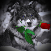ВОЛК!!!!!!!! . on My World.