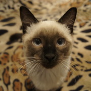 Евгений Саулин on My World.