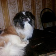 л с on My World.