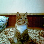 Владимир Кот on My World.